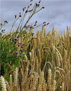 wheat Get to know your farmer