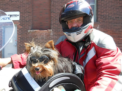 Yorkie and rider