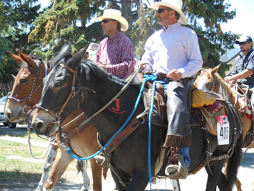 Rodeo mules