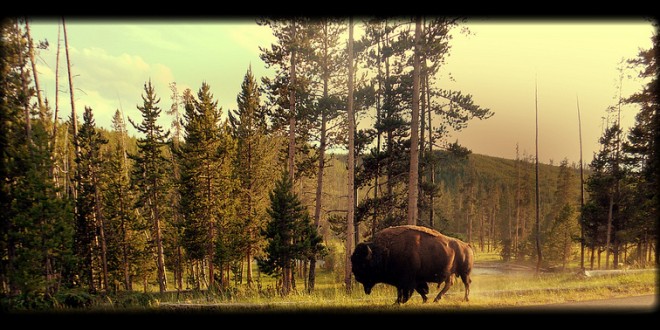 massive bull bison yellowstone