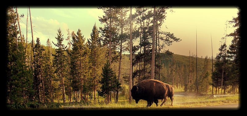 massive bull bison yellowstone