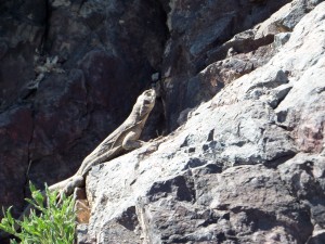 Death Valley Chuckwalla