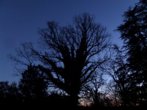 Winter sunset behind tree at Sacred Grove