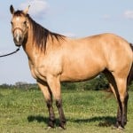 buckskin colored horse
