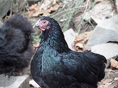 one of Hagerstown/Antietam KOA's 54 chickens