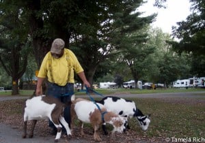 Brattleboro KOA goats on leashes