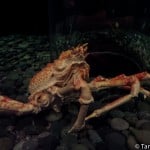 Crab at the TN Aquarium