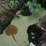 Fresh water sting rays from South America at the TN Aquarium