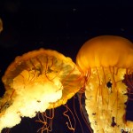 These West Coast Sea Nettles at the Tennessee Aquarium are gorgeous