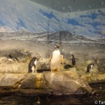Penguins at the TN Aquarium