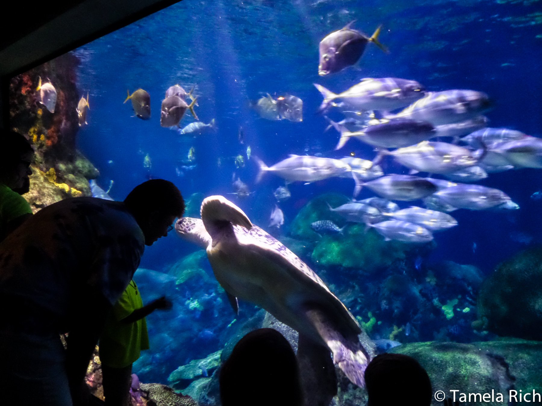 The TN Aquarium is a great family attraction