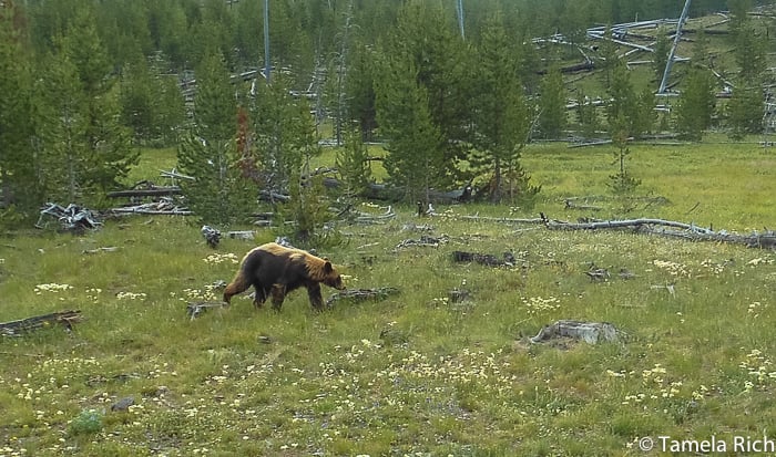 This bear was still loosing its winter coat in July