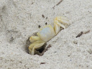 Ghost crabs remind me to stay present to my surroundings