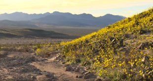 Death Valley 2016 in a rare super bloom?