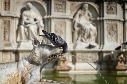 Pigeon drinking from Fonte Gaia in Siena Tuscany Italy