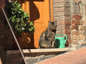 tabby on a leash