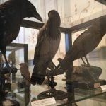 Ornithology museum