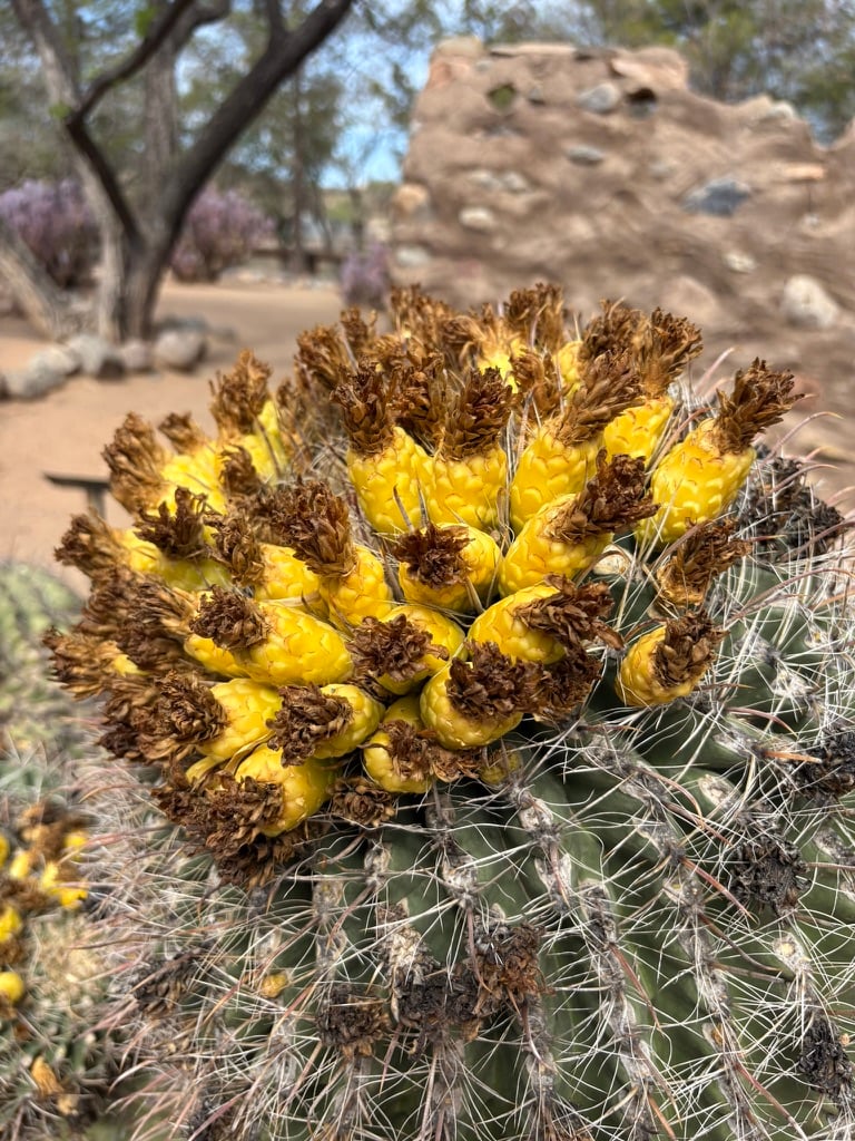 barrel cactus in bloom